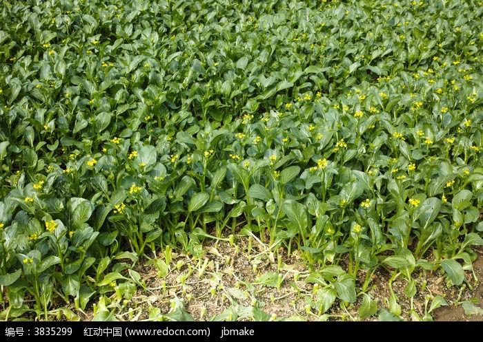 有机蔬菜 菜心图片