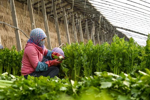 宁夏中卫:设施蔬菜种植助力农民增收