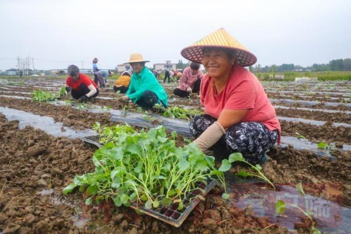 图说信阳|光山: 特色蔬菜种植富乡亲