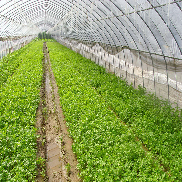 【晋益温室】十种农业技术助力大棚蔬菜种植效益