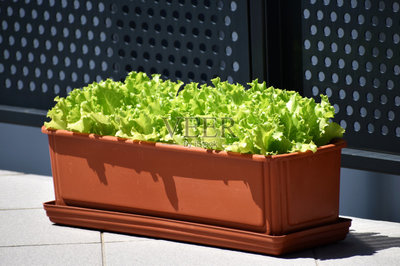 自家种植的绿色蔬菜沙拉,放在阳台上的一个棕色、红色的罐子里照片摄影