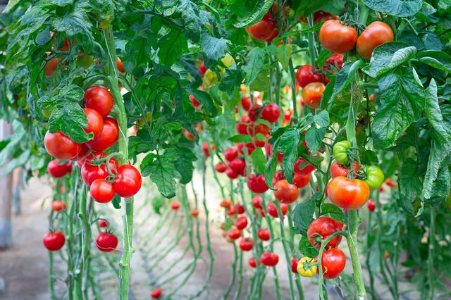 蔬菜种植的合理施肥方法