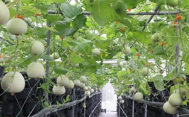 有机蔬菜种植的塑料大棚设计
