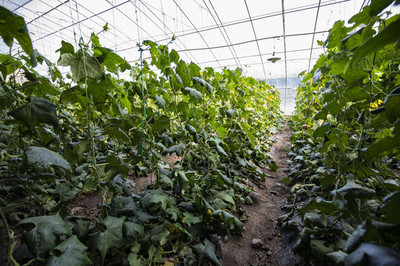 温室大棚蔬菜种植