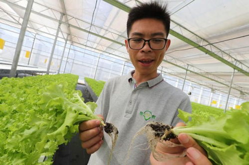 上海植物工厂万亩蔬菜绿油油,5.5折供应百姓餐桌