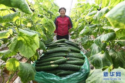 河北乐亭:设施蔬菜丰富京津“菜篮子