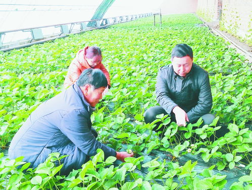 克东小草莓结出 致富果