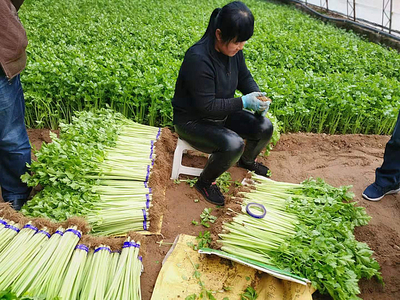 榆阳区:全力保障本地反季节蔬菜供应, 坚决打赢疫情防控狙击战