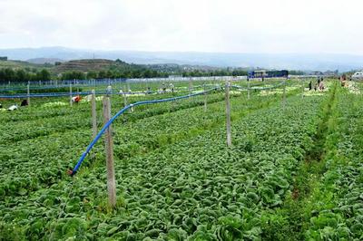 昭通鲁甸:蔬菜种植拓宽农民增收致富路