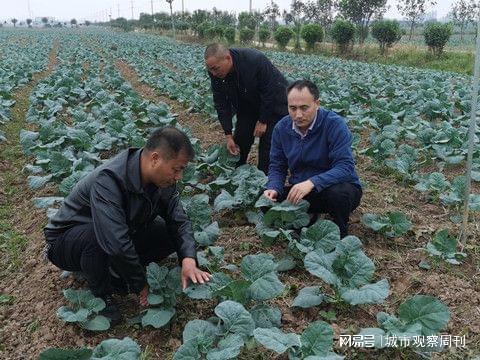 湖北石首 蔬菜种植黑科技