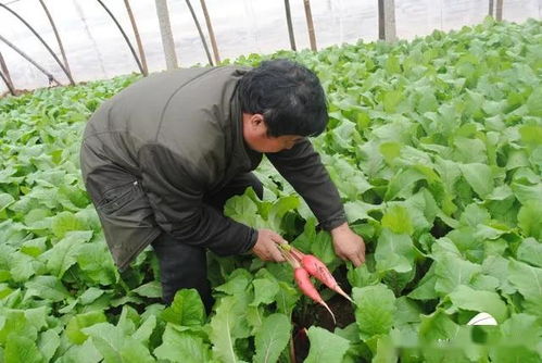 行情难测,蔬菜生意越来越难做,到底为什么啊