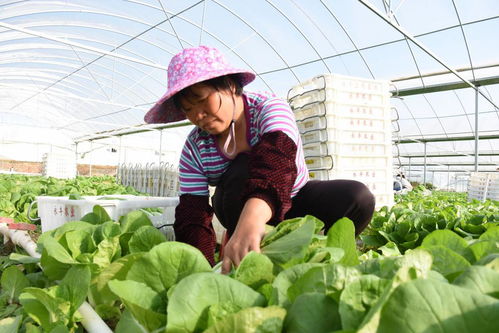 龙南成为江西省距离粤港澳最近的供港澳蔬菜种植基地