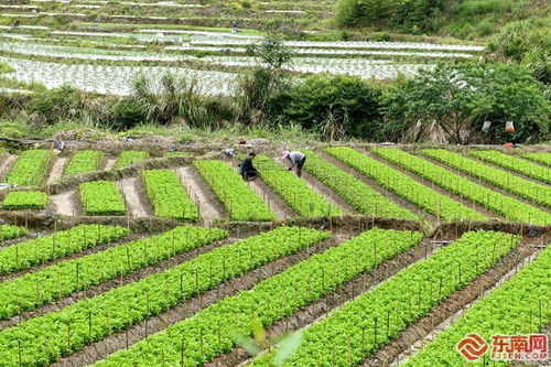 政和镇前镇 立足地理气候优势 发展反季节蔬菜种植