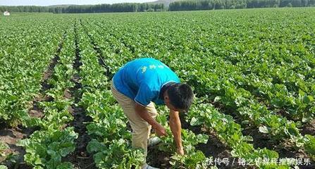 蔬菜种植,甜菜种植方法和管理技巧,你都会吗?来学学高产技术