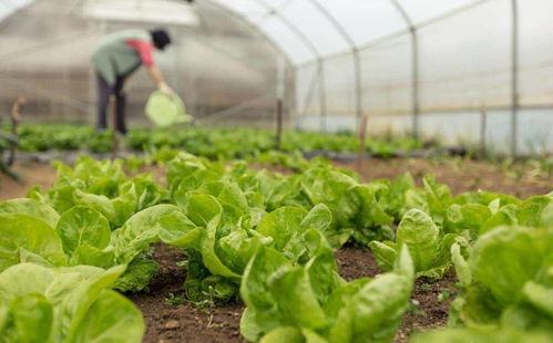 农业种植补贴,大棚种菜国家政府有补贴吗