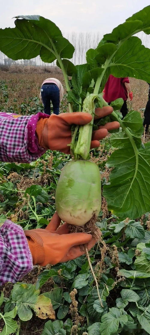 万福隆蔬菜种植基地 青萝卜