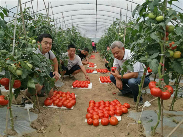 渝鲁科技扶贫协作成效凸显 甜椒与西甜瓜也能"重庆产"